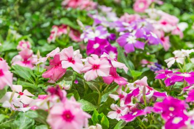 primula auricula çiçekler