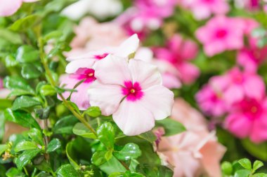 primula auricula çiçekler