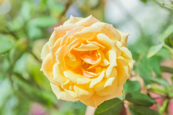 Algunas rosas amarillas anaranjadas en el jardín — Foto de Stock