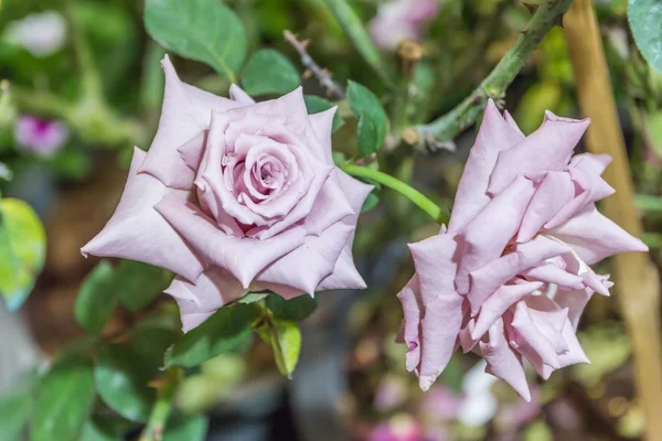 La rosa violeta y la hoja verde — Foto de Stock