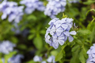 Çayır bitki arka plan: küçük çiçekler - unutma clo mavi