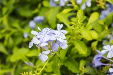 Çayır bitki arka plan: küçük çiçekler - unutma clo mavi