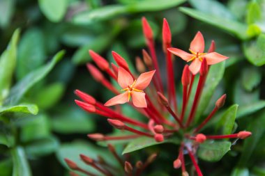 Güzel kırmızı küçük çiçekler Rubiaceae MahS stricta.sensitive fo