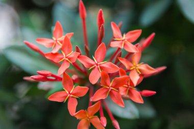Güzel kırmızı küçük çiçekler Rubiaceae MahS stricta.sensitive fo