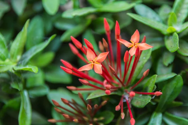 Όμορφο κόκκινο μικρό λουλούδια Rubiaceae Ixora stricta.sensitive φο — Φωτογραφία Αρχείου