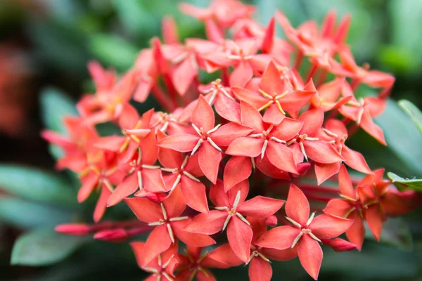 Beautiful Red Small Flowers Rubiaceae Ixora stricta.sensitive fo
