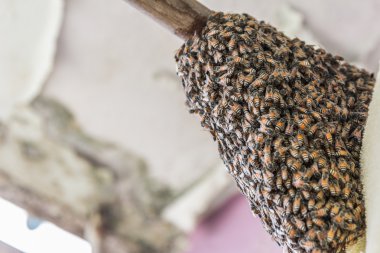 arılar balmumu bir arı kovanında üzerinde çalışıyoruz