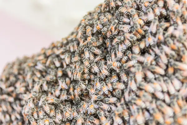 Пчелы работают над воском в пчелином улье — стоковое фото