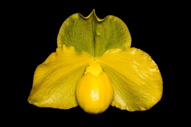 siyah üzerine izole orkide