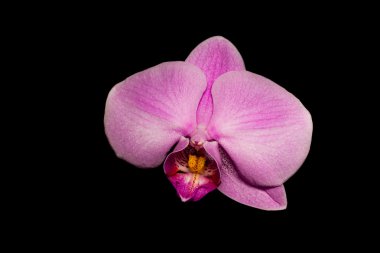 siyah üzerine izole orkide