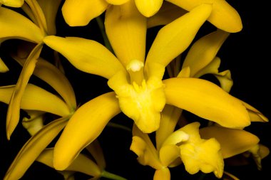 siyah üzerine izole orkide