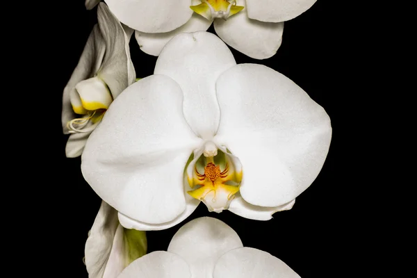 Orchidée isolée sur Noir — Photo