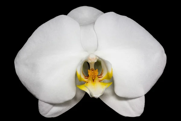 Orquídea aislada en Negro — Foto de Stock