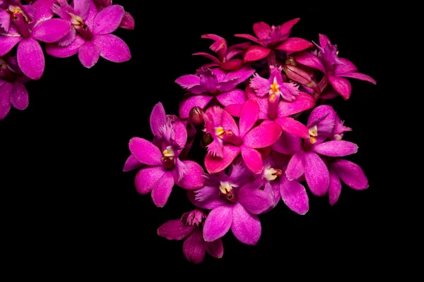 Orquídea isolada em Preto — Fotografia de Stock