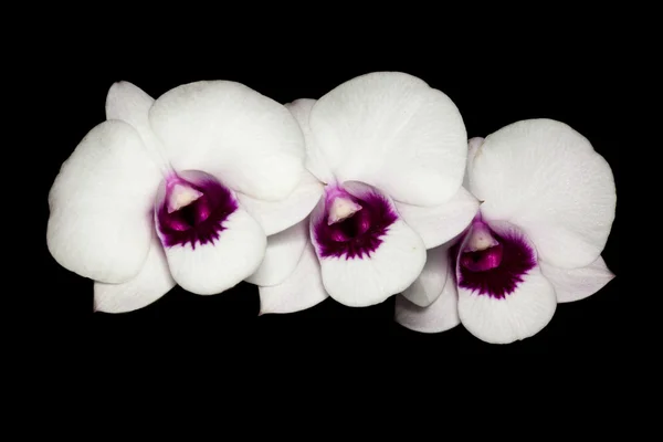 Орхідея ізольована на чорному — стокове фото