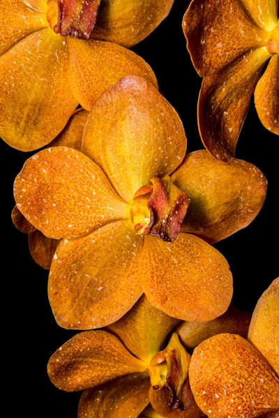 Orquídea aislada en Negro — Foto de Stock