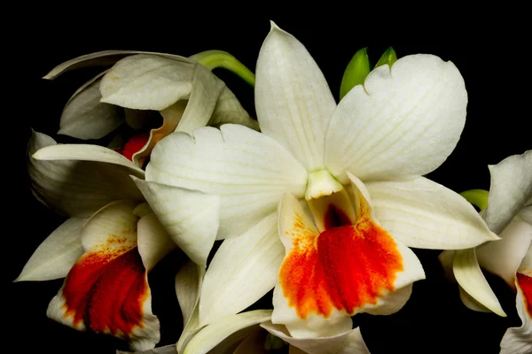 Orquídea isolada em Preto — Fotografia de Stock