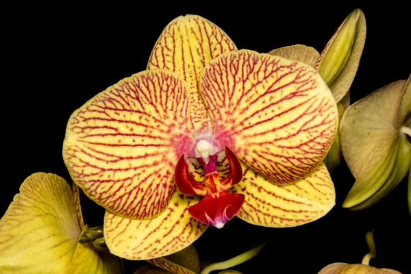 Orchidée isolée sur Noir — Photo