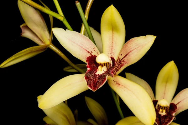 Orchidée isolée sur Noir — Photo