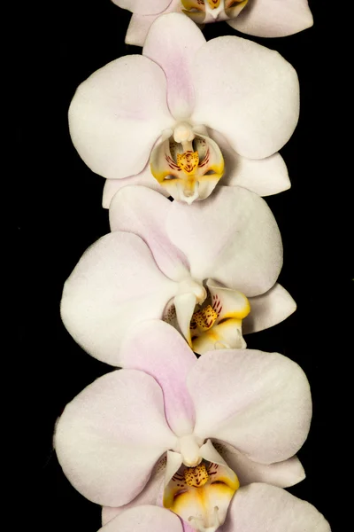 Orchidée isolée sur Noir — Photo