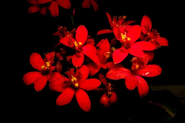 Orchidea isolata su nero — Foto Stock