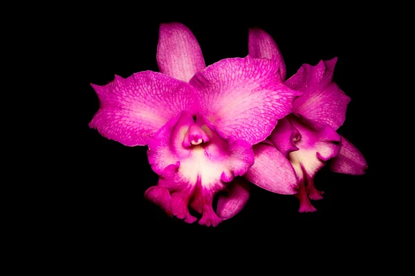 Orchid isolated on black — Stock Photo, Image