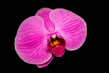 siyah üzerine izole orkide