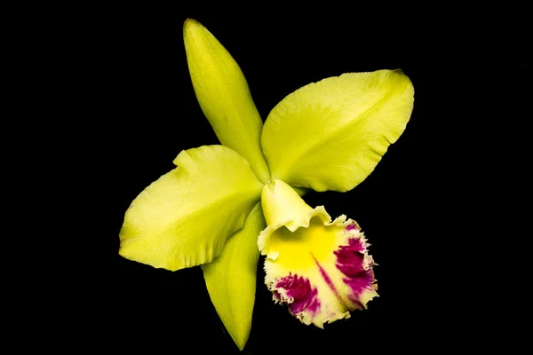 Orchidee isoliert auf schwarz — Stockfoto