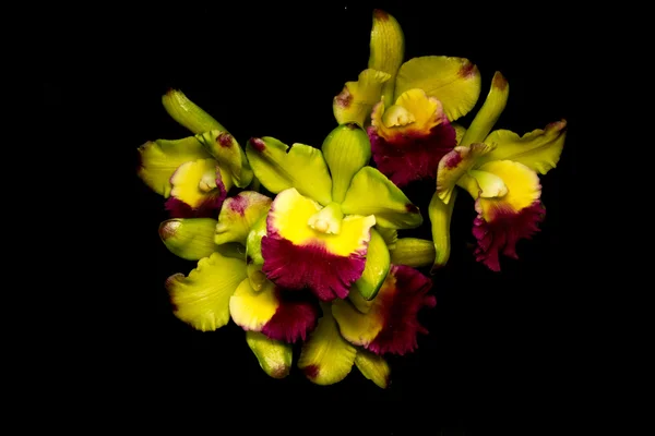 Orchidée isolée sur Noir — Photo