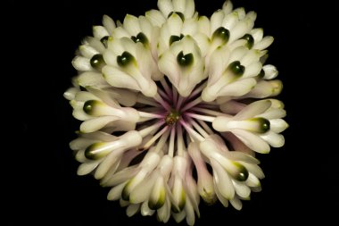 siyah üzerine izole orkide