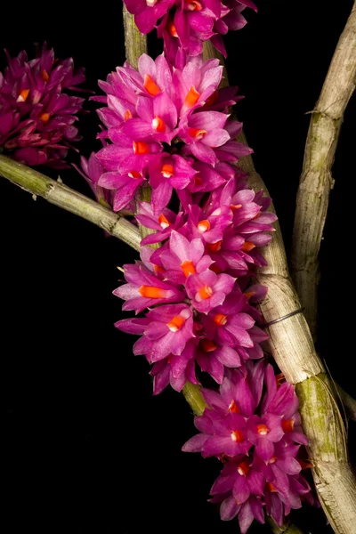 Orquídea isolada em Preto — Fotografia de Stock