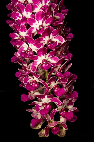 Orchidée isolée sur Noir — Photo