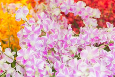 Orkide - güzel orkide alan, hassas odak