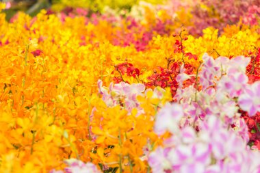 Orkide - güzel orkide alan, hassas odak