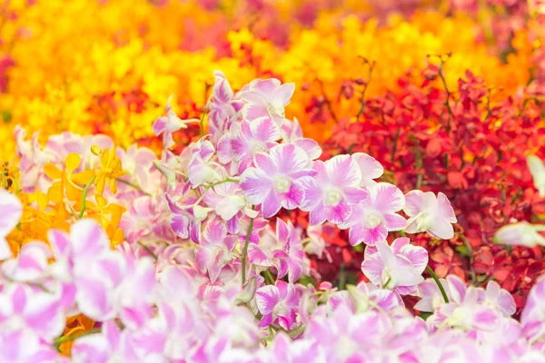 Orquídea - campo hermoso de la orquídea, foco sensible — Foto de Stock