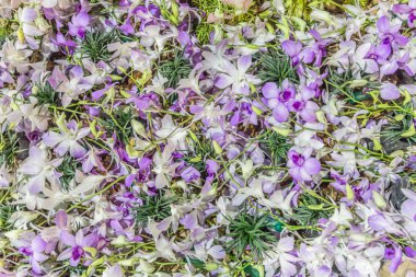 yapay mor orkide çiçek Soyut doku arka planı için