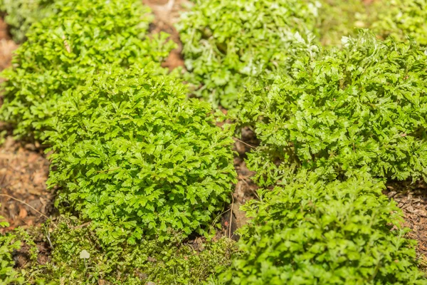 Mos, Leaf op Moss, Moss herfst, forest moss, moss zaden, natuur — Stockfoto