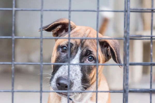 Tierheim für obdachlose Hunde wartet auf einen neuen Besitzer — Stockfoto