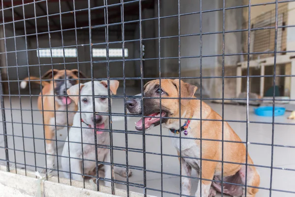 Abrigo para cães sem-teto, esperando por um novo proprietário — Fotografia de Stock