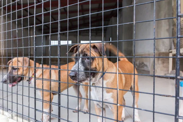 Притулок для безпритульних собак, чекає на нового власника — стокове фото