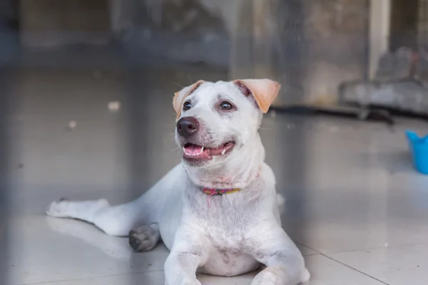 Abrigo para cães sem-teto, esperando por um novo proprietário — Fotografia de Stock