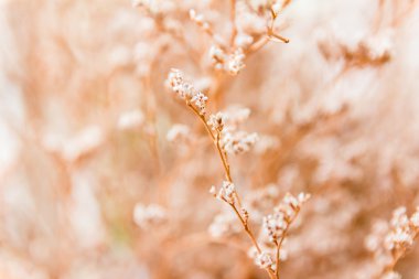 Vintage yumuşak ışık sesi ve soyut doğa backgr yumuşak odak