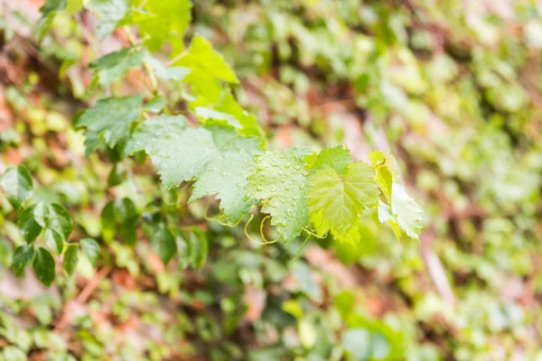 Zelené listy a kořeny v přírodě — Stock fotografie