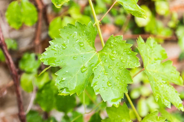 Zelené listy a kořeny v přírodě — Stock fotografie