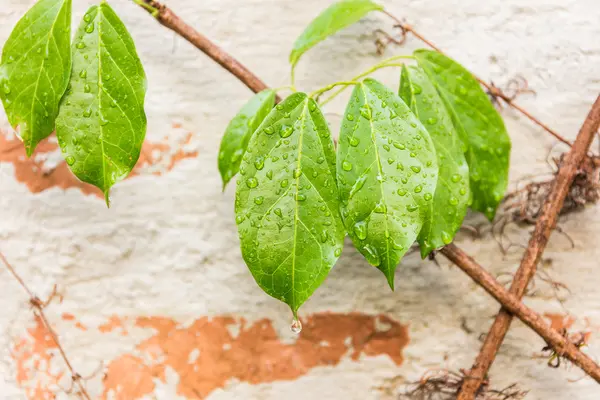 Folhas verdes e raiz na natureza — Fotografia de Stock