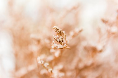 Vintage yumuşak ışık sesi ve soyut doğa backgr yumuşak odak