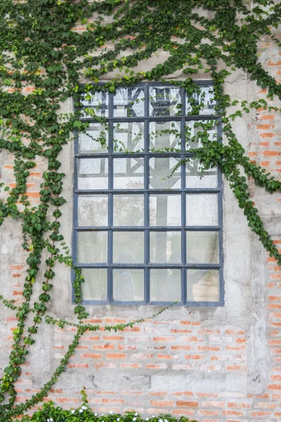 Janelas na parede que é coberto com hera — Fotografia de Stock