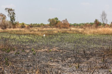 kül siyah kurum ve anız. Yanık alan çiftlik kavramı