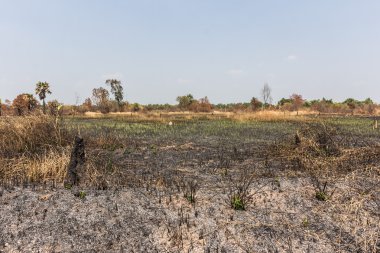 kül siyah kurum ve anız. Yanık alan çiftlik kavramı