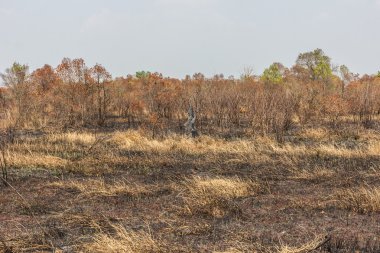 kül siyah kurum ve anız. Yanık alan çiftlik kavramı